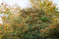 Holly tree in berry in the hedgerow of a Devon lane. Ilex aquifolium