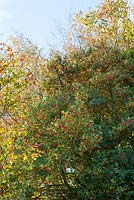 Ilex aquifolium - Holly tree in berry in the hedgerow of a Devon lane. 