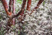 Anthriscus sylvestris 'Ravenswing' growing around the base of Prunus serrula - Birch Bark Cherry tree