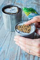 Sowing Mustard 'White' seeds using heart shaped stencil
