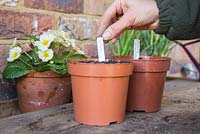 Adding plant label for Papaver orientale cuttings