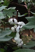 Gossypium spp Cotton close up of plant