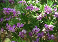 Polygala myrtifolia var grandiflora - Sweet pea bush close up of flowers
