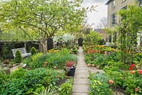Formal town garden in spring with quince tree under-planted with spring bulbs, roses trained over arches, box edging, Morello cherry, azalea in pot beside path and tulips.