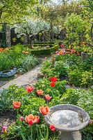 Formal town garden in spring with morello cherry, roses trained over arches, box edging and tulips. Bird bath reflecting clouds.