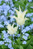 White lily flowered tulip and forget-me-nots