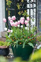 Pink tulips and Viola cornuta 'Sorbet Orange Duet in glazed container by wrought iron porch
