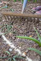 Raking Stock seeds into the soil