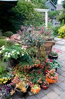 Variety of potted plants beside seating area on Patio