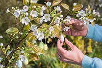Woman hanging small decorative eggs on branch in blossom