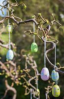 Small decorative eggs hanging from branch of Corylus avellana 'Contorta'