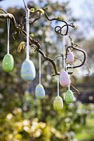 Small decorative eggs hanging from branch of Corylus avellana 'Contorta'