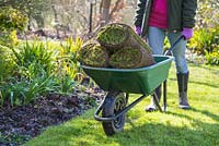 Woman pushing wheelbarrow containing fresh turf rolls for resurfacing lawn
