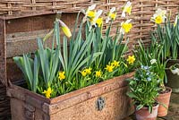 Growth development with Narcissus in bloom. 