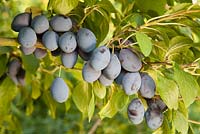 Prunus insititia 'Prune Damson' (syn. 'Shropshire Prune Damson')