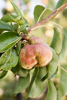 Stony Pit Virus on Pear Tree 'Marguerite Marillat'