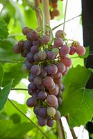 Vitis vinifera 'Fragola' (syn. 'Strawberry Vine')
