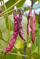 Phaseolus vulgaris - Borlotti Bean
