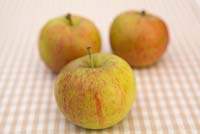 Malus 'Pixie' - Apples