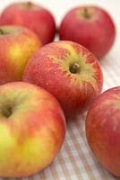 Malus 'Queen Cox' - Apples 