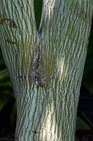 Acer tegmentosum 'Joe Whitt', Manchustriped maple