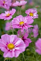 Cosmos 'Fizzy Pink'