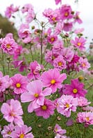 Cosmos 'Fizzy Pink'