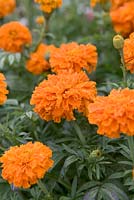 Tagetes erecta - Marigold 'Kees Orange'