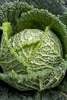Brassica - Cabbage 'Serpentine'