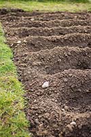 Trenches planted with different varieties of potatoes in an allotment bed