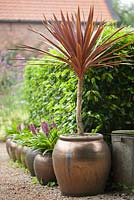 Cordyline - Cabbage Palm in ceramic urn.