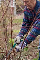 Man pruning dogwood in early spring with a hand saw.