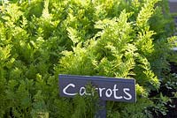 'Carrots' hand written sign in vegetable bed