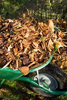 Wheelbarrow of leaves gathered together ready to make leaf mould