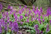 Orchis mascula - Early Purple Orchid growing in a woodland at Kingcombe, Dorset. 