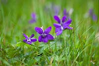 Viola riviniana - Common Dog Violet growing in grass. 
