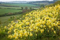 Primula veris - Cowslips growing on a hill in Hampshire. 