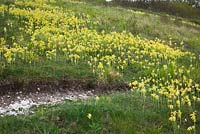 Cowslips growing on a hill in Hampshire. Primula veris. Showing chalky soil
