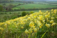 Cowslips growing on a hill in Hampshire. Primula veris
