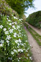 Stellaria holostea - Greater Stitchwort growing in the hedgerow on the bank of a Devon lane. Addersmeat, Star of Bethlehem, Wedding Cakes. 