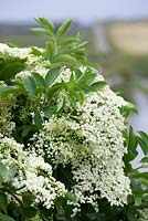 Sambucus nigra - Common Elderflower or Elderberry growing by a roadside in Ireland. 