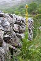 Verbascum thapsus - Great Mullien growing at the base of a dry stone wall in Ireland. 