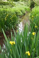 Iris pseudacorus - Yellow Flag Iris growing in a damp area by a stream. 