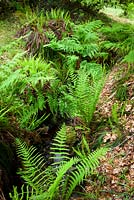 Blechnum spicant, Dryopteris filix-mas - Ferns growing by a shady stream including Hard fern and Male fern. 