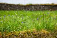 Ribwort plantain, pignut and bluebells growing on top of a mossy wall in Scotland. Plantago lanceolata