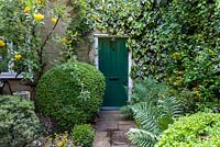 Green painted front door of cottage with paved pathway. Plants include Buxus sempervirens - box balls, Cytisus battandieri - pineapple broom, Hedera colchica 'Dentata Variegata' - variegated ivy, Sarcococca and ferns