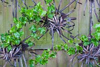 Ivy Hedera helix 'Parsley Crested'growing up sculptured metalwork support