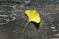 Autumn leaf of Ginkgo biloba on wooden background