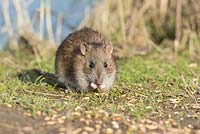 Young Brown Rat, Rattus norvegicus,  feeding on split grain.