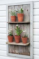 Galanthus nivalis and G. elewsii - Snowdrops displayed on wooden shelves
